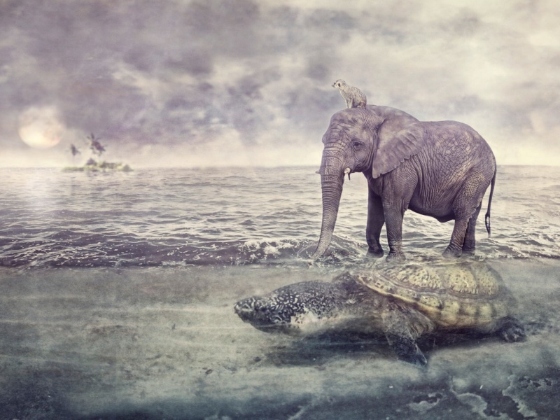 Das Elephant and Turtle Wallpaper 800x600