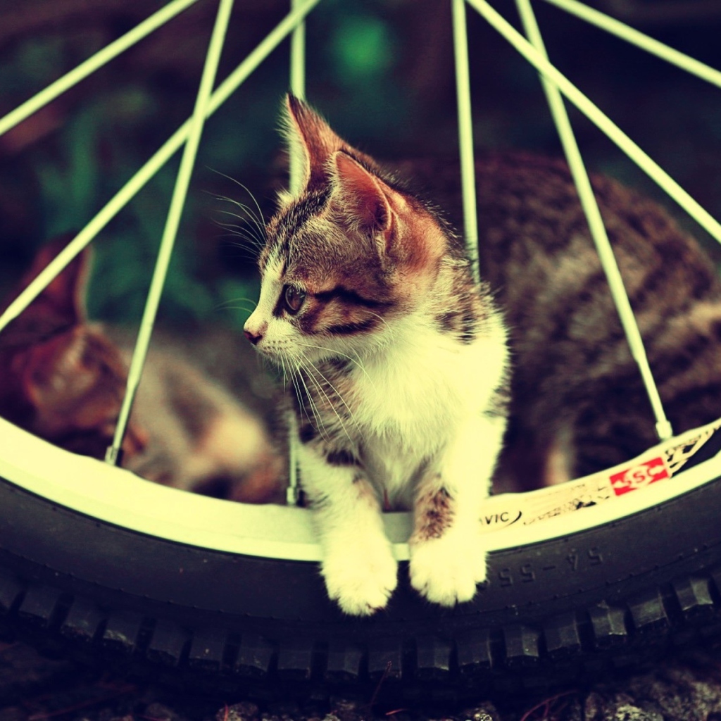 Cat And Tire screenshot #1 1024x1024