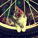 Cat And Tire wallpaper 128x128