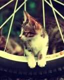 Cat And Tire wallpaper 128x160