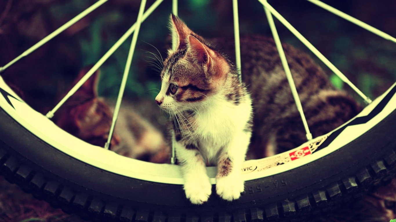 Cat And Tire wallpaper 1366x768