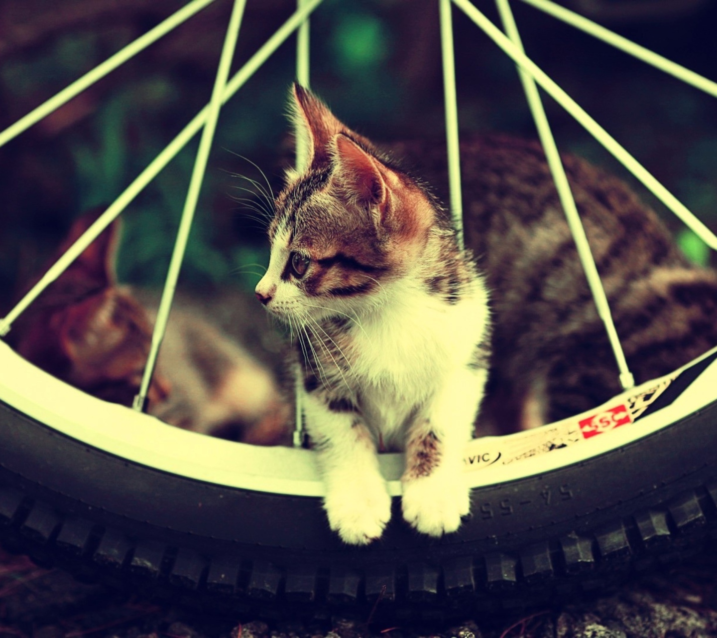 Fondo de pantalla Cat And Tire 1440x1280