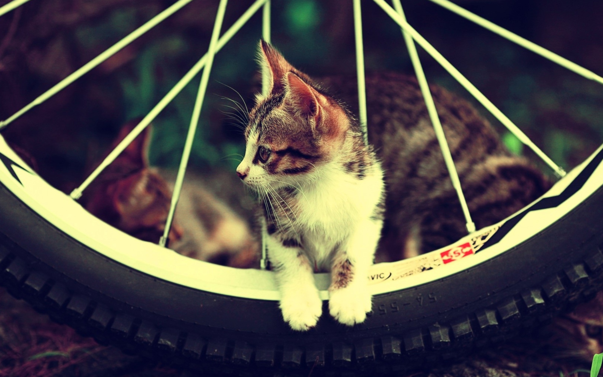 Cat And Tire wallpaper 1920x1200