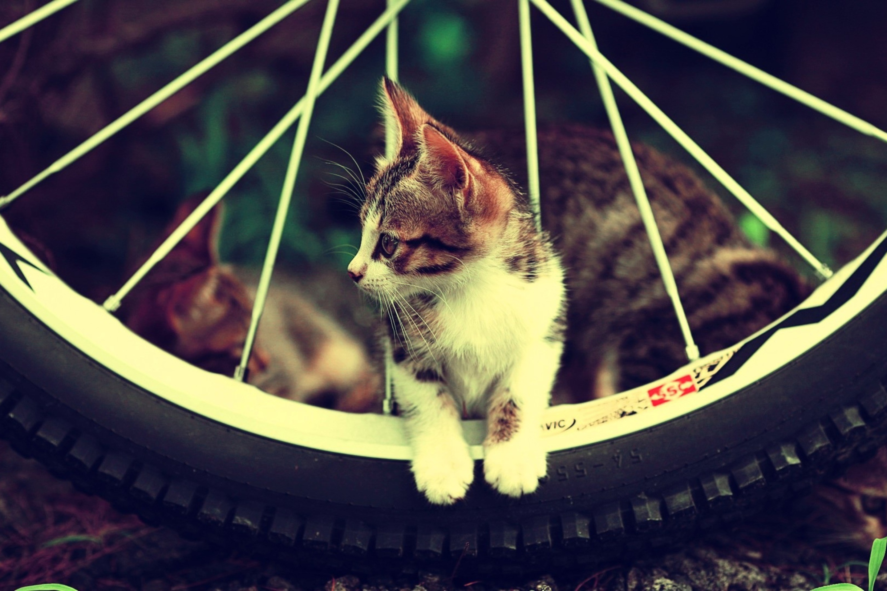 Cat And Tire wallpaper 2880x1920