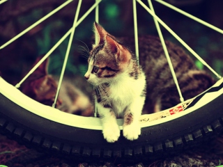 Cat And Tire wallpaper 320x240