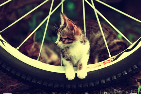 Das Cat And Tire Wallpaper 480x320