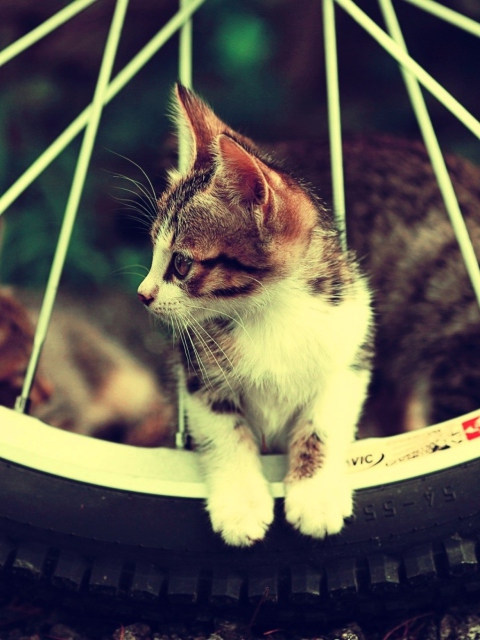 Cat And Tire wallpaper 480x640