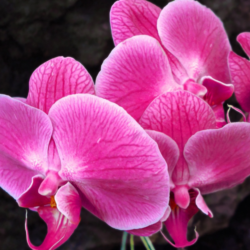 Das Pink orchid Wallpaper 1024x1024