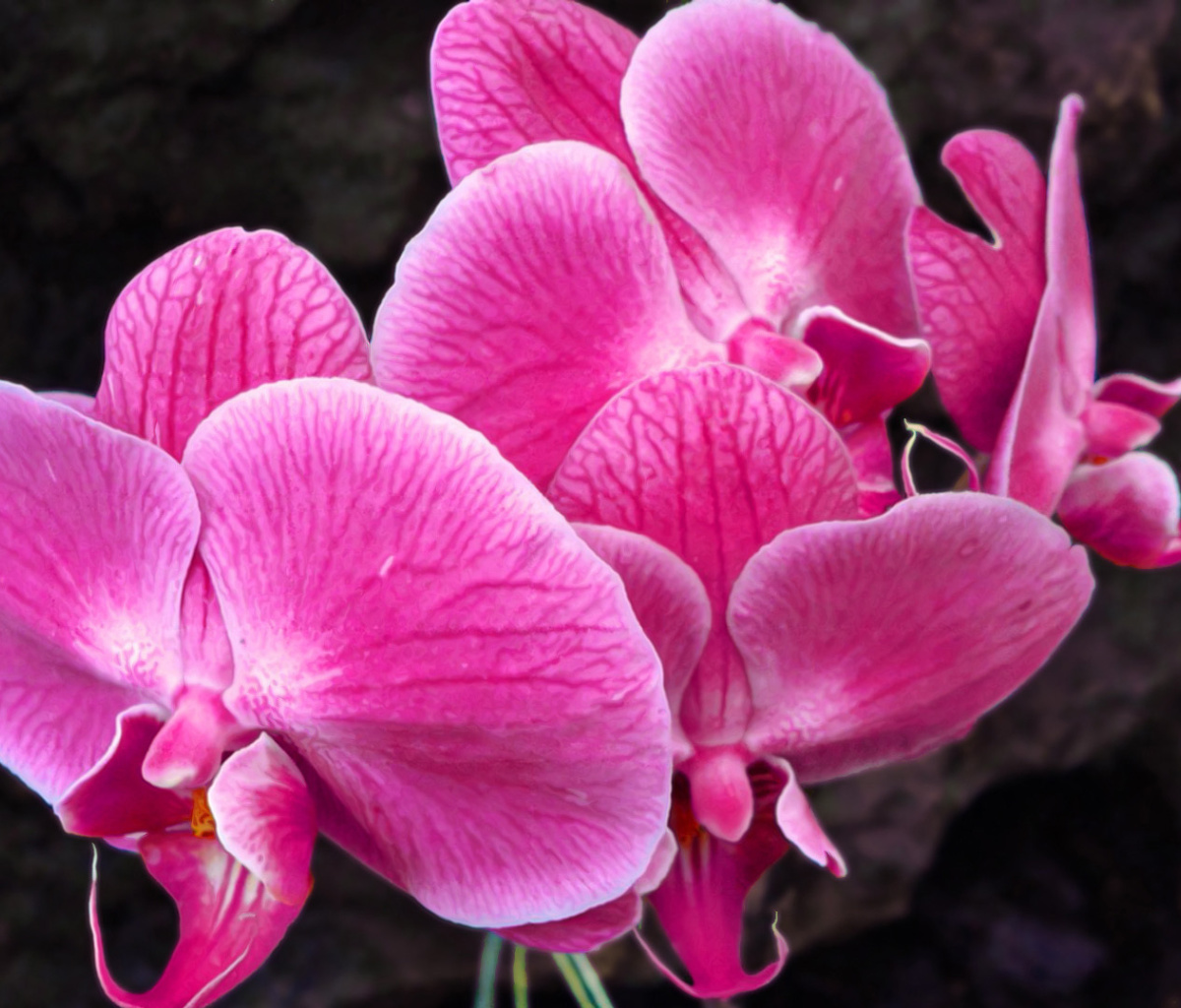 Pink orchid wallpaper 1200x1024