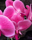 Pink orchid wallpaper 128x160