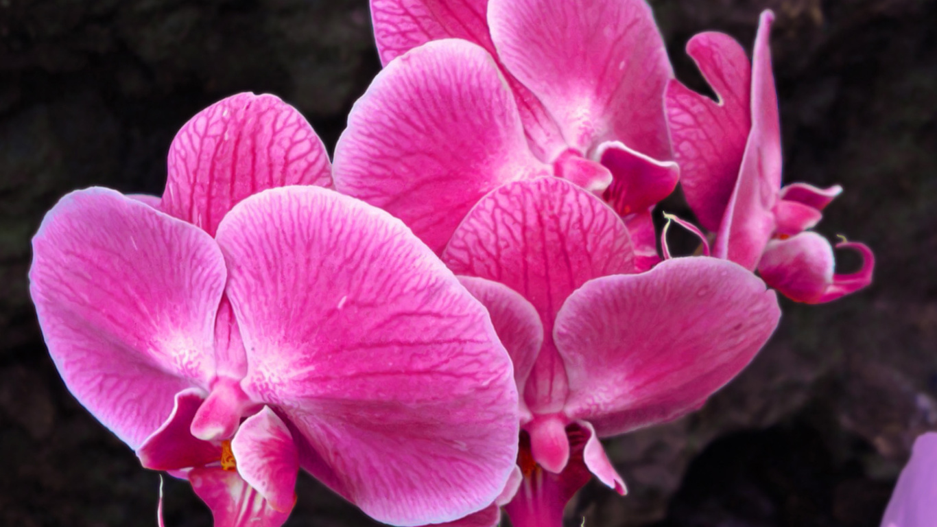 Fondo de pantalla Pink orchid 1366x768