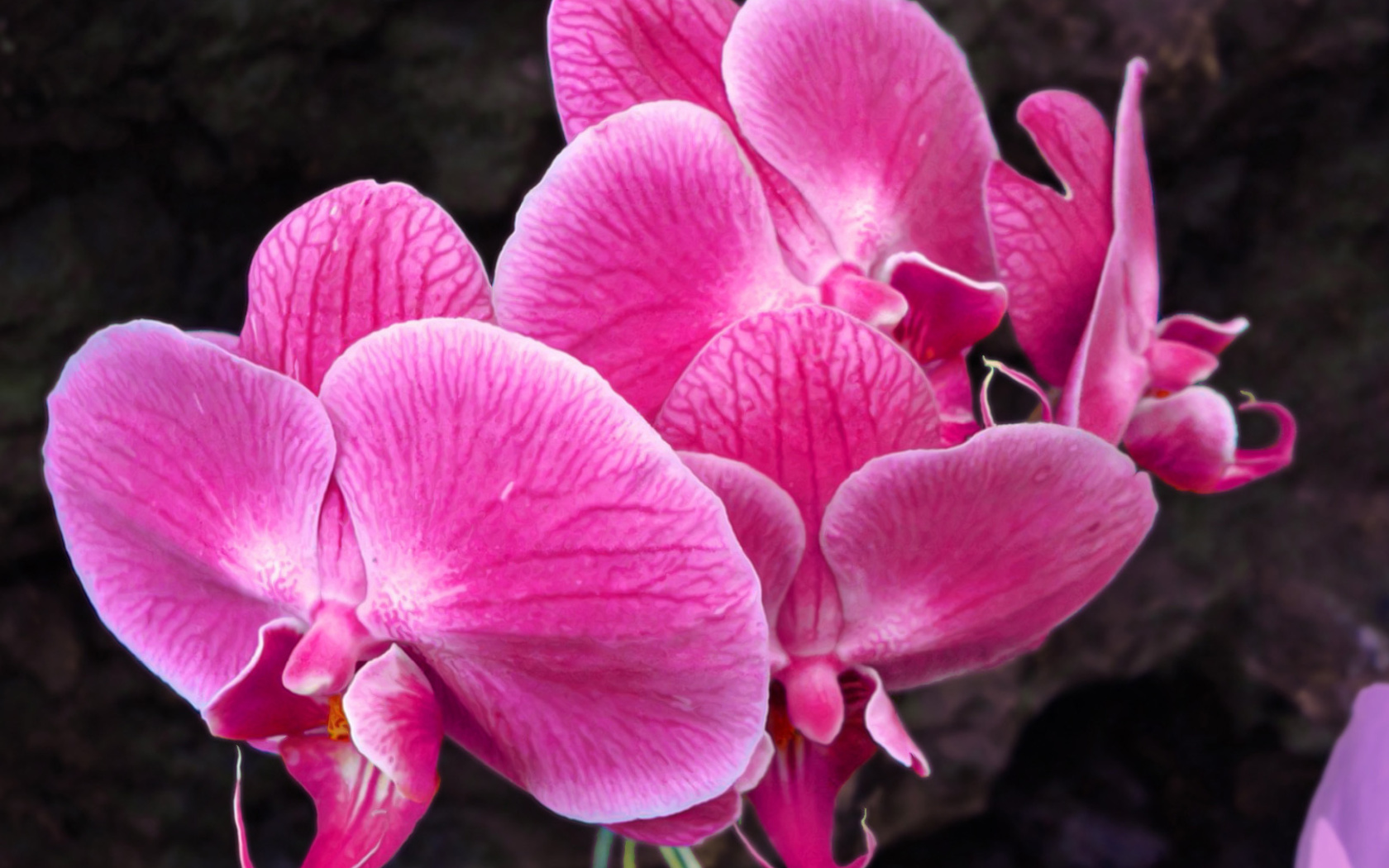 Pink orchid wallpaper 1680x1050