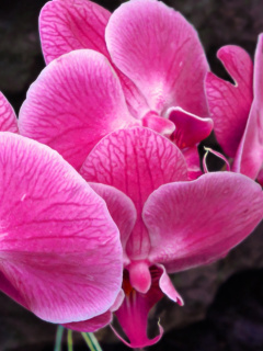 Pink orchid wallpaper 240x320