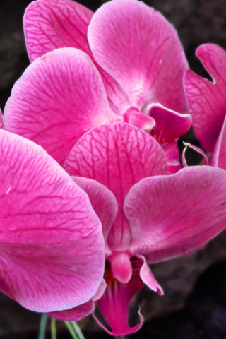 Pink orchid wallpaper 320x480