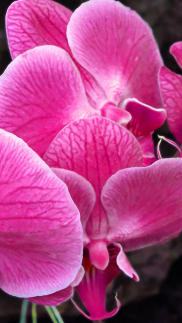 Fondo de pantalla Pink orchid 360x640