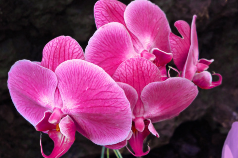 Pink orchid wallpaper 480x320