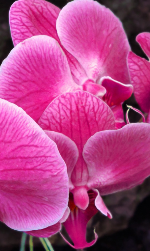 Pink orchid wallpaper 480x800