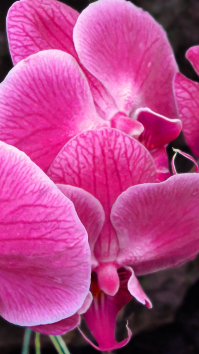 Sfondi Pink orchid 640x1136