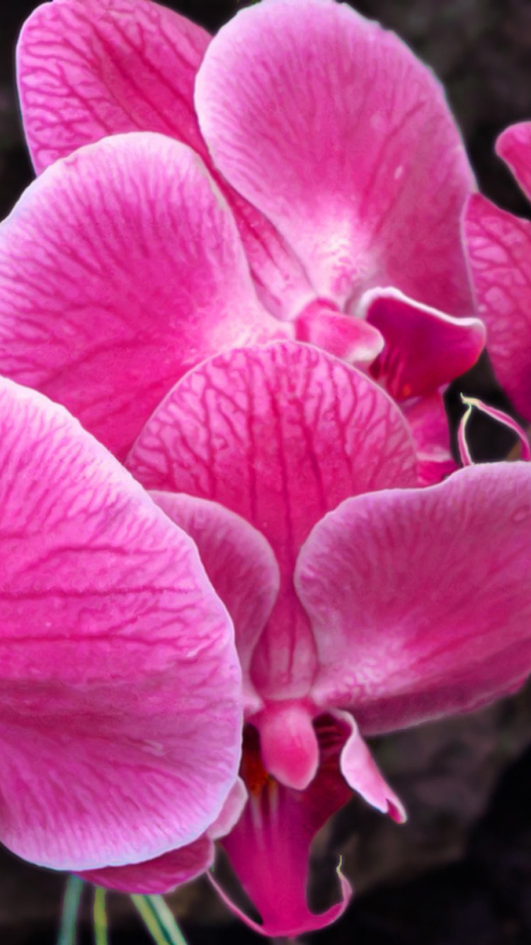 Sfondi Pink orchid 750x1334