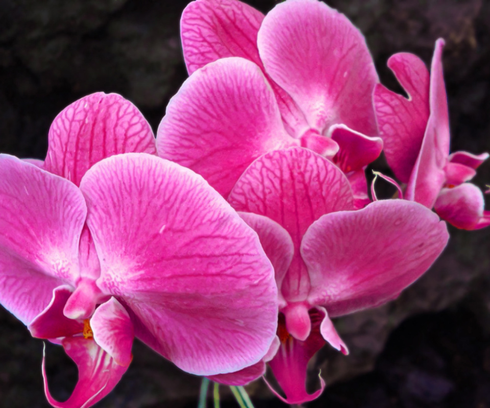 Pink orchid wallpaper 960x800