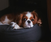 Fondo de pantalla Cavalier King Charles Spaniel 176x144