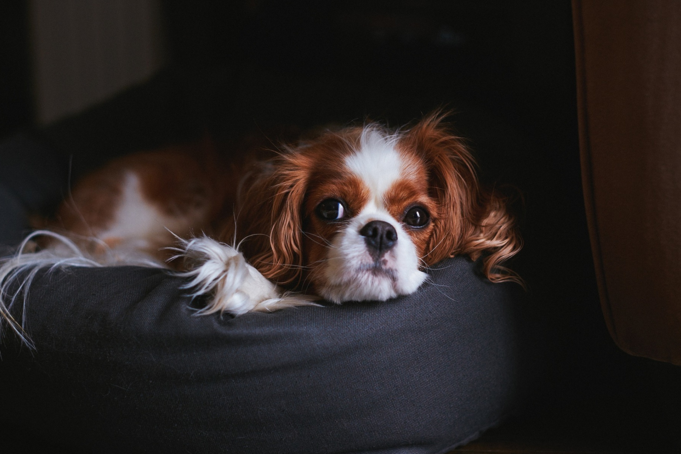 Fondo de pantalla Cavalier King Charles Spaniel 2880x1920