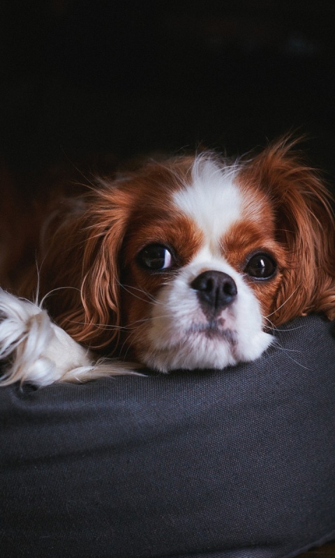 Fondo de pantalla Cavalier King Charles Spaniel 480x800