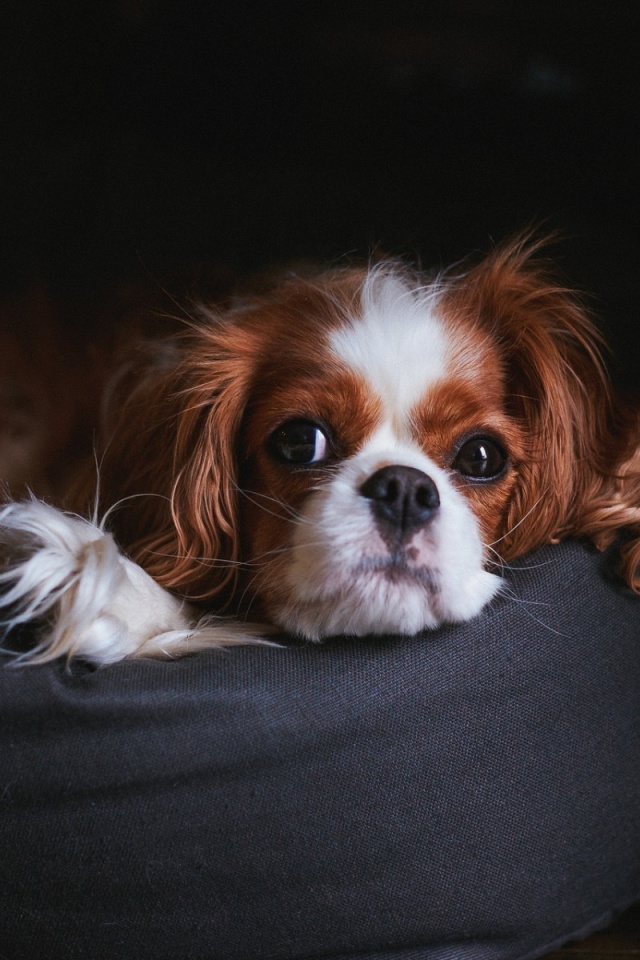 Das Cavalier King Charles Spaniel Wallpaper 640x960