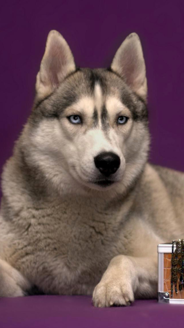Siberian Husky screenshot #1 640x1136