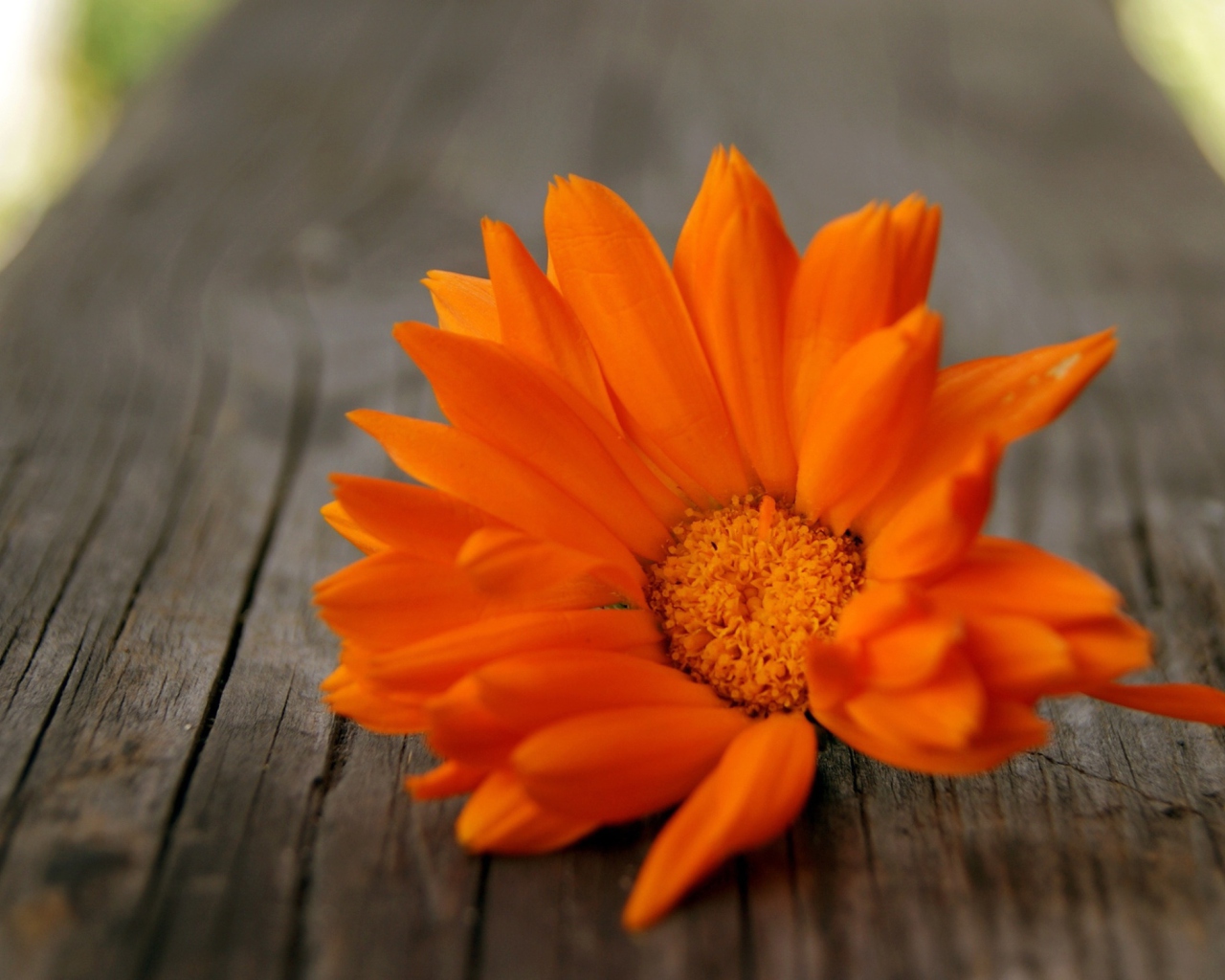 Screenshot №1 pro téma Orange Flower 1280x1024