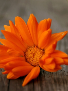 Fondo de pantalla Orange Flower 240x320