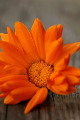 Fondo de pantalla Orange Flower 320x480