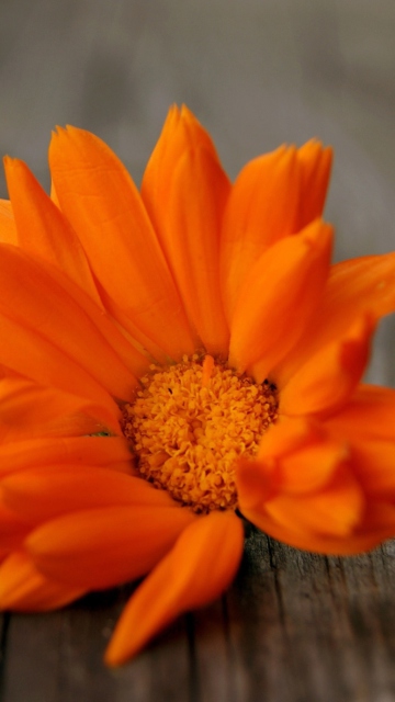 Sfondi Orange Flower 360x640