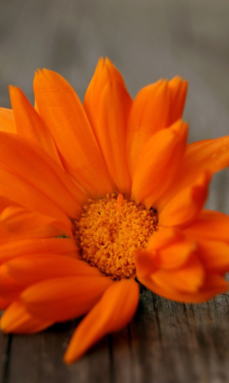 Das Orange Flower Wallpaper 768x1280