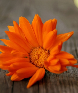 Orange Flower - Obrázkek zdarma pro Samsung Smooth