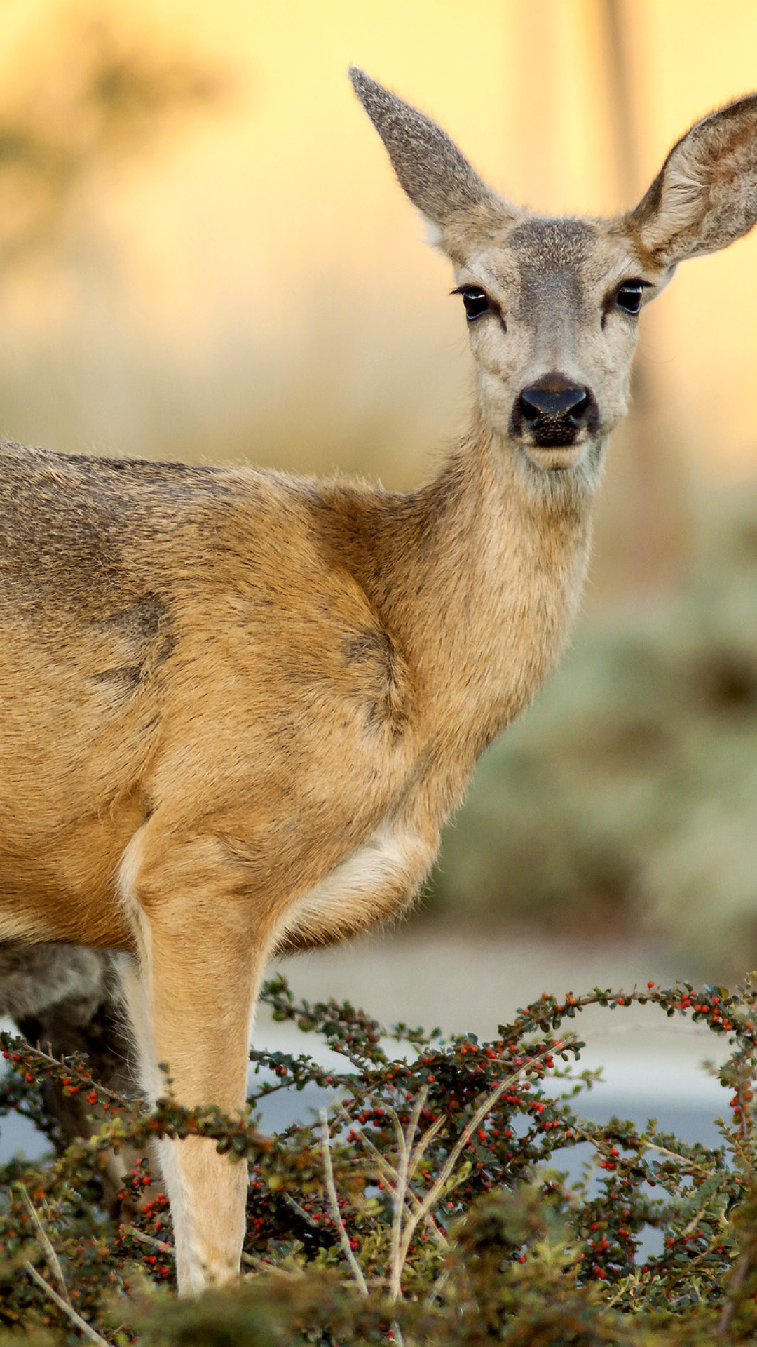 Das Wildlife Deer Wallpaper 1080x1920