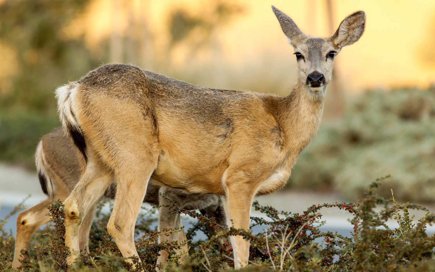 Обои Wildlife Deer 1680x1050