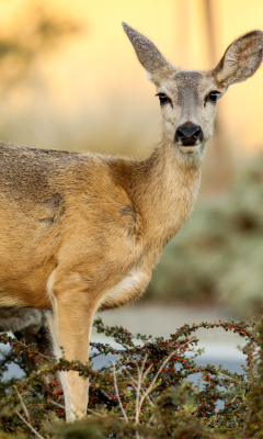 Das Wildlife Deer Wallpaper 240x400