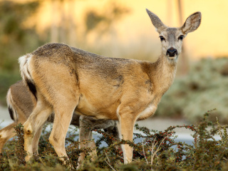 Fondo de pantalla Wildlife Deer 320x240