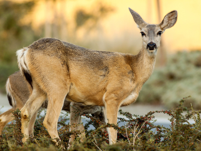 Sfondi Wildlife Deer 640x480