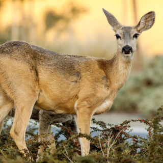 Wildlife Deer sfondi gratuiti per 1024x1024