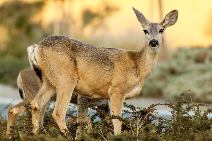 Das Wildlife Deer Wallpaper