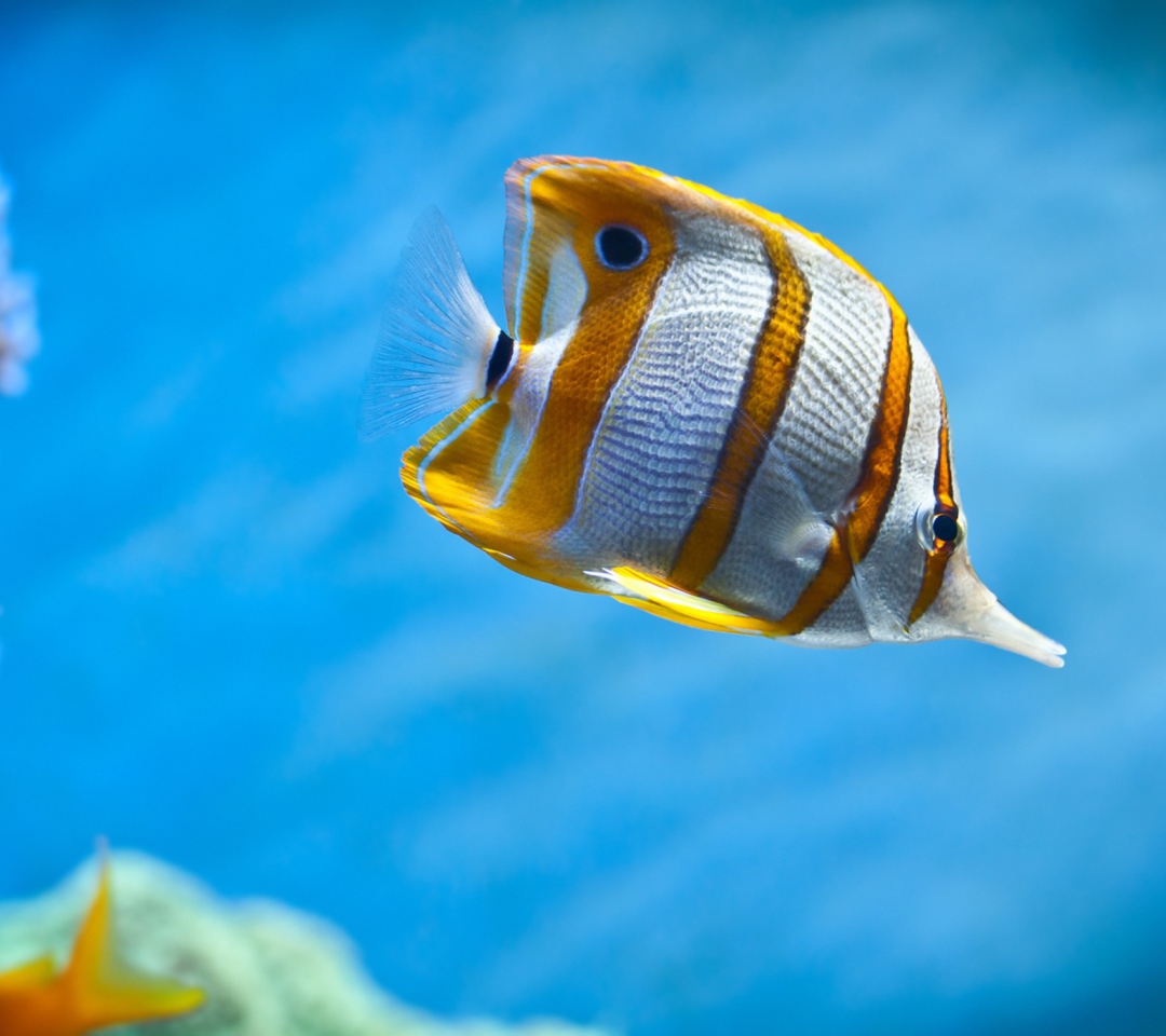 Das Copperband Butterfly Fish Wallpaper 1080x960
