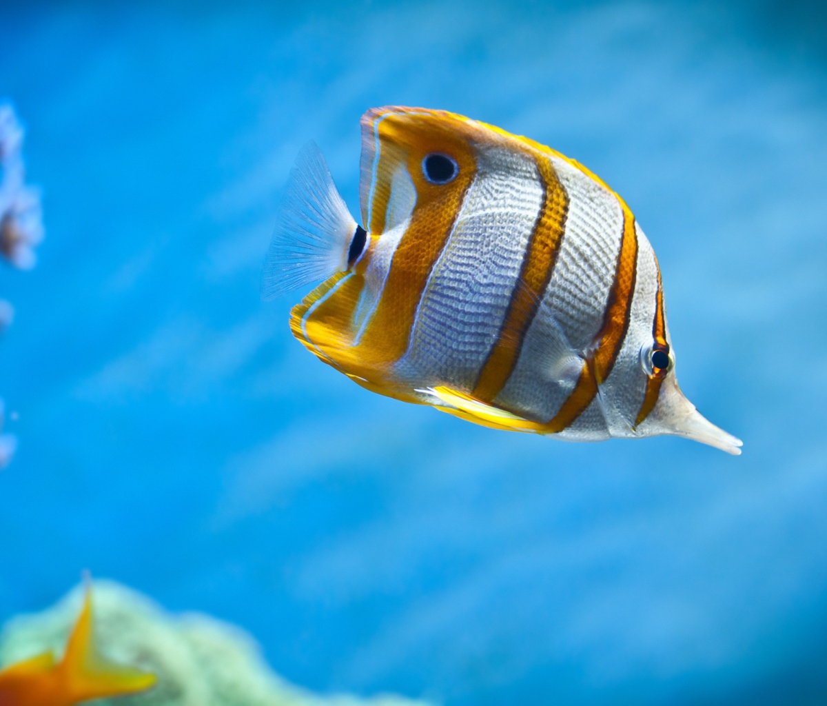 Das Copperband Butterfly Fish Wallpaper 1200x1024