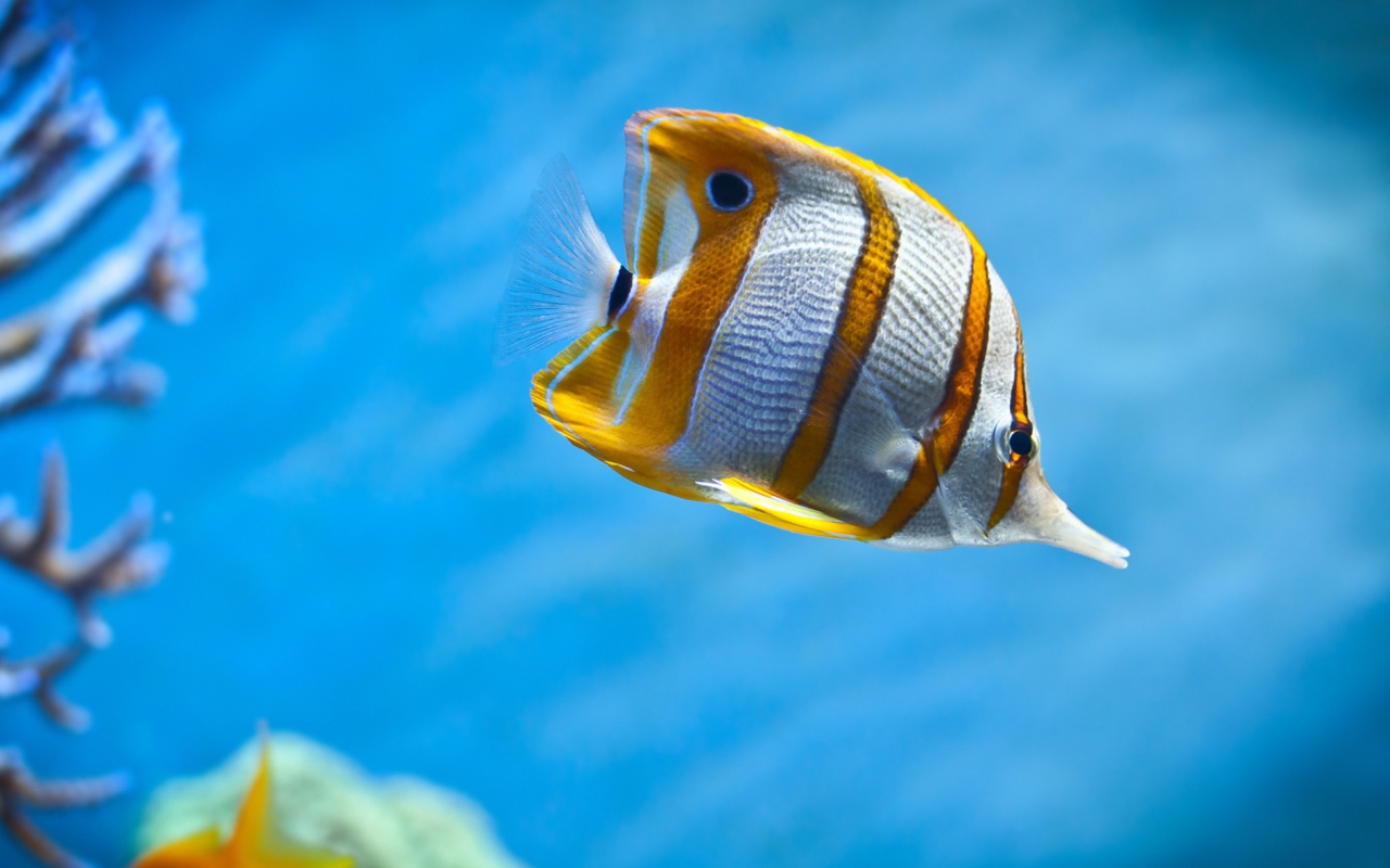 Copperband Butterfly Fish wallpaper 1280x800