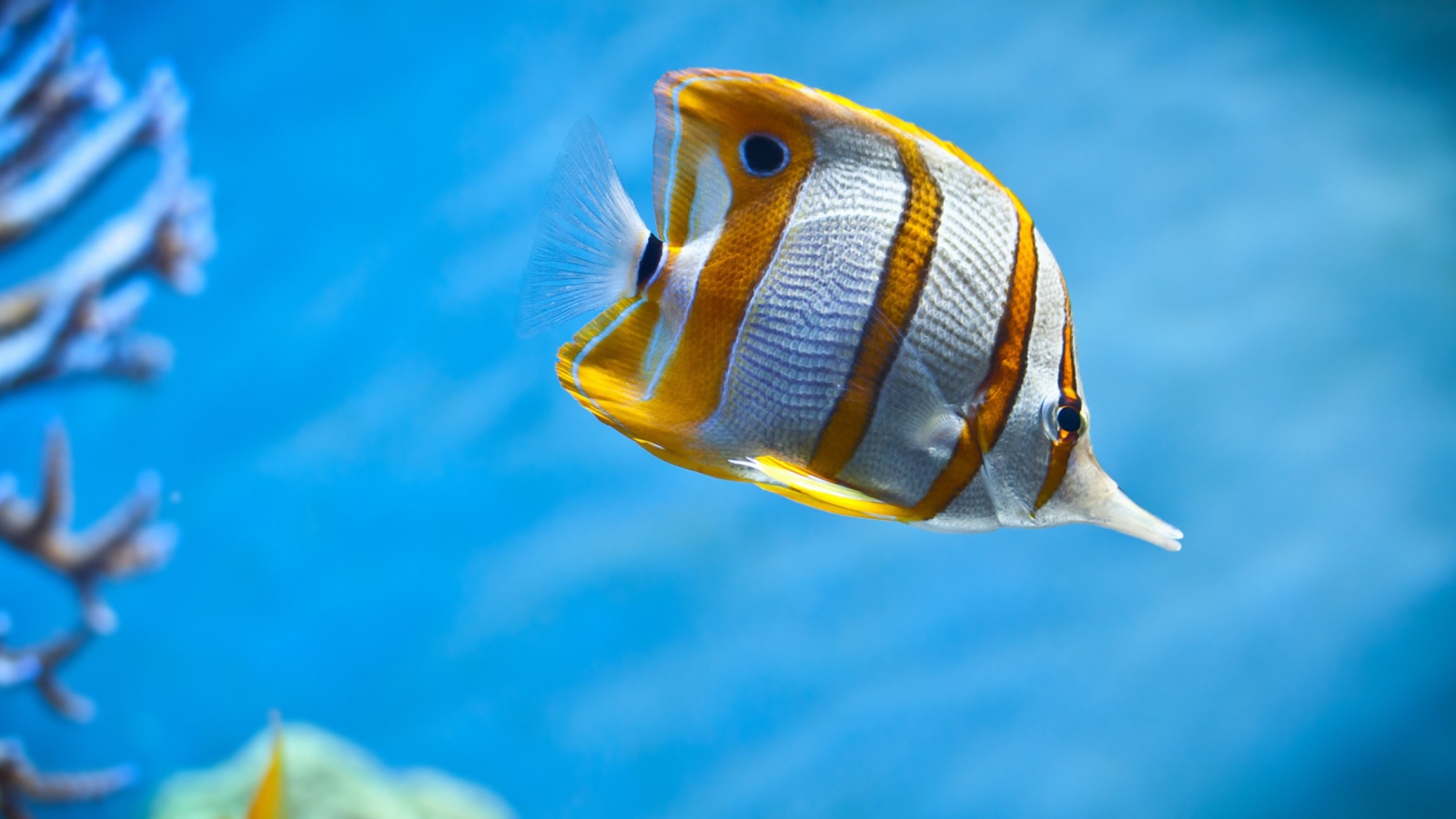 Das Copperband Butterfly Fish Wallpaper 1600x900