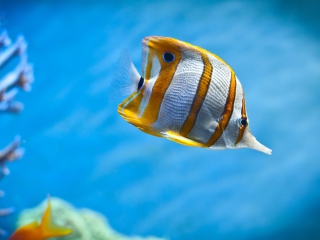 Das Copperband Butterfly Fish Wallpaper 320x240
