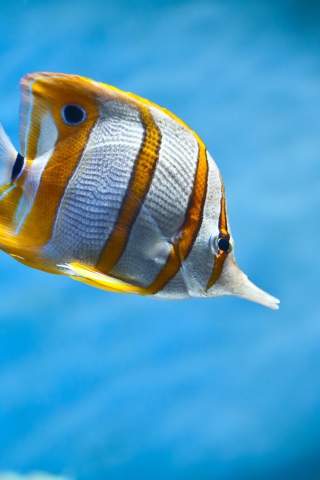 Copperband Butterfly Fish wallpaper 320x480