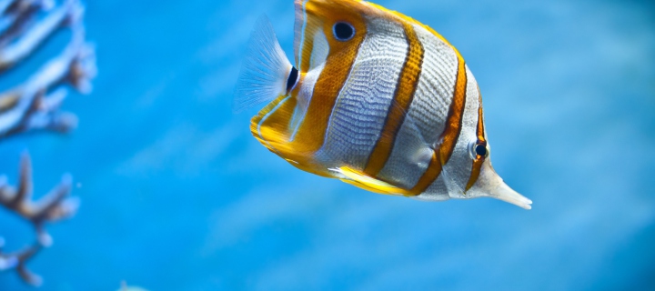 Copperband Butterfly Fish wallpaper 720x320