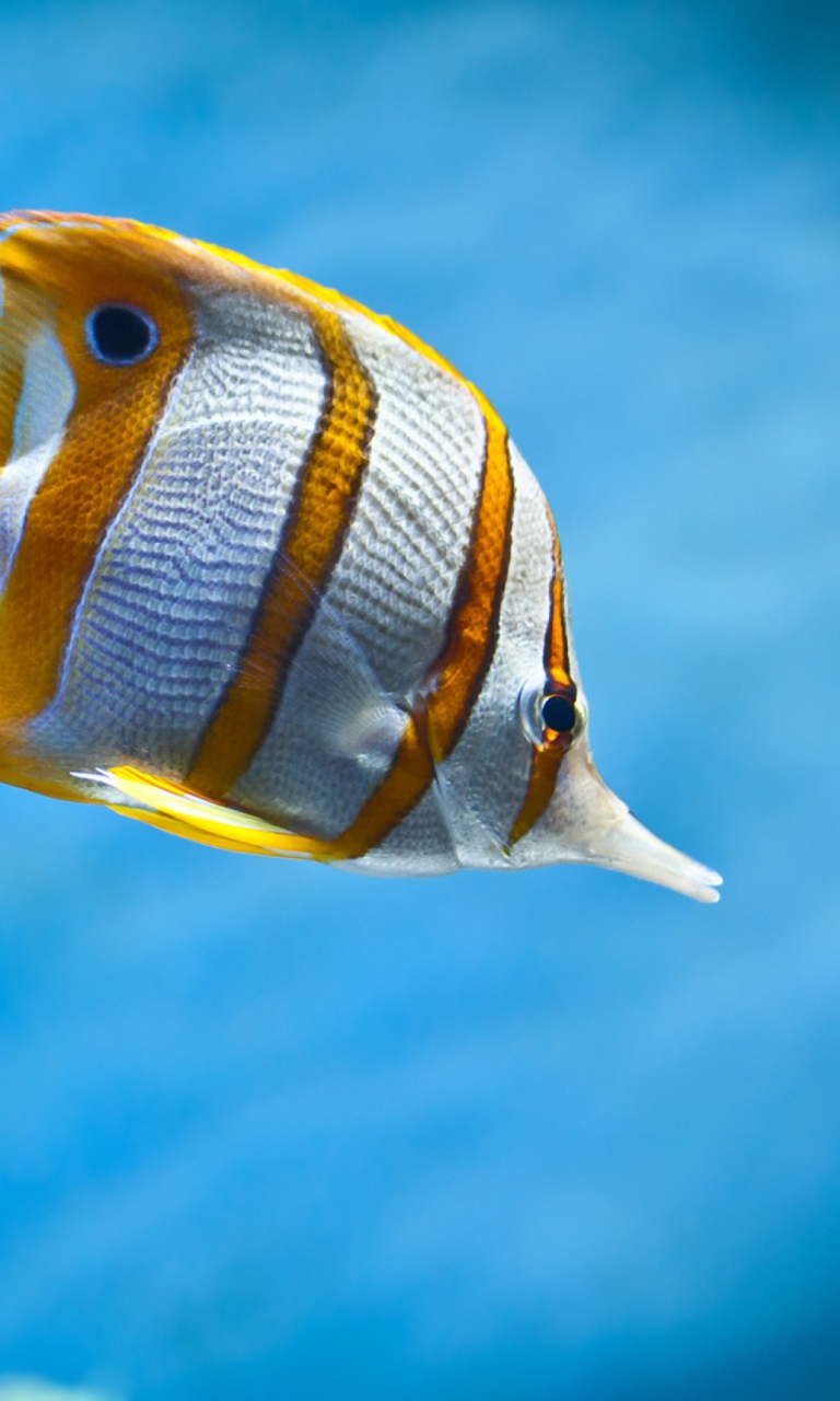 Das Copperband Butterfly Fish Wallpaper 768x1280